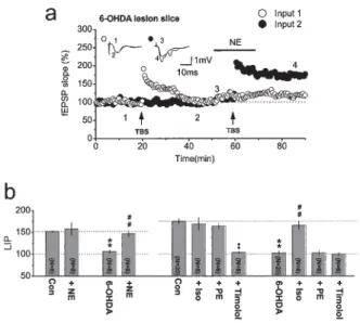 Fig. 4. Activation of  β-adrenergic, but not α-adrenergic, receptors restores LTP in slices from  6-OHDA-treated rats