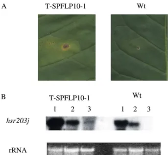 Fig. 3. The harpin Pss -mediated hypersensitive response (HR) in transgenic and wild type tobacco