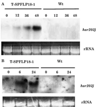 Fig. 6. Induction of hsr203j gene expression in transgenic tobacco by virulent pathogen infected
