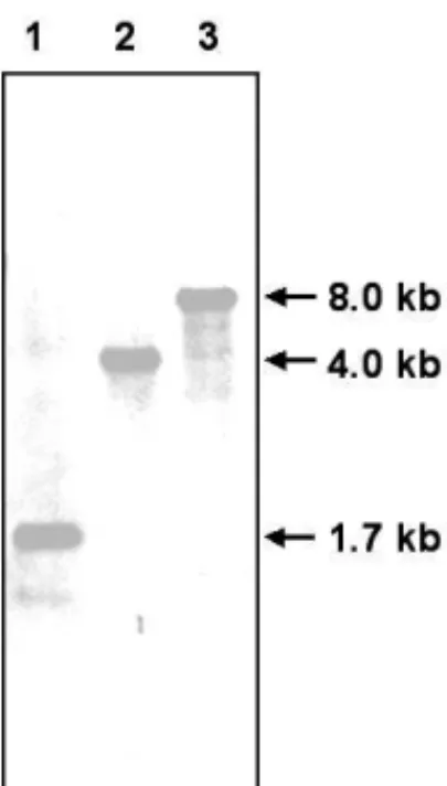 FIG. 2 – Southern blot analysis of the genomic DNA of B. cereus 28-9. The genomic DNA was digested with EcoRI (lane 1), EcoRV (lane 2) and PvuII (lane 3).