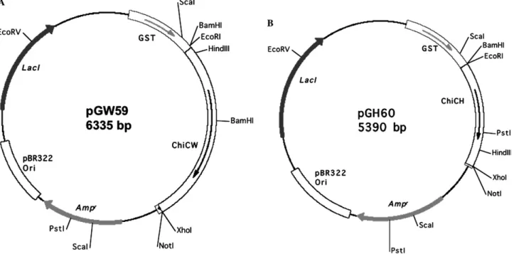 Fig. 2. Expression of GST-ChiCH fusion protein in E. coli cells. E. coli XL1-Blue harboring pGH60 was induced with 0.5 mM IPTG, and lysates were prepared after induction for 0 (lane 0), 1 (lane 1), 2 (lane 2), 3 (lane 3), 4 (lane 4), 5 (lane 5), 6 (lane 6)