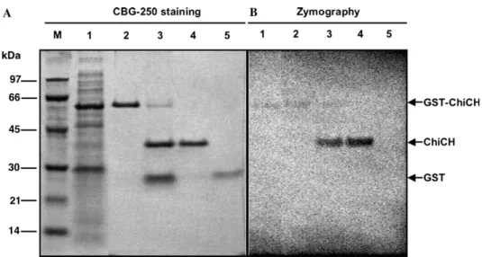 Fig. 3. Puriﬁcation of GST-ChiCH and recombinant ChiCH after cleavage by PreScission protease