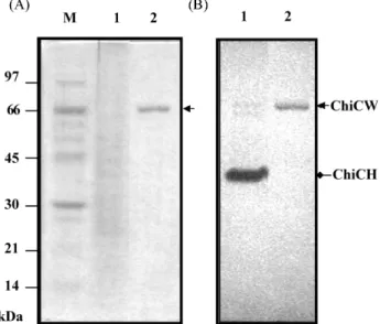 Fig. 3. SDS-PAGE and in-gel activity assay. Proteins from the culture supernatant of B