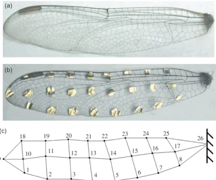 Fig. 2. (a) A forewing severed from the thorax; (b) the wing with 25 silver paint spots; and (c) the numbering system of the measured spots.