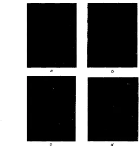 Fig.  1  SEMpictures showing surface morphologies o f t h e   10,  30, SO and  70nm  thick  a-Si layers  irradiated by  KrF  laser  with power  intensity  of  180mJ/cm2 at  one shot,  respectively 