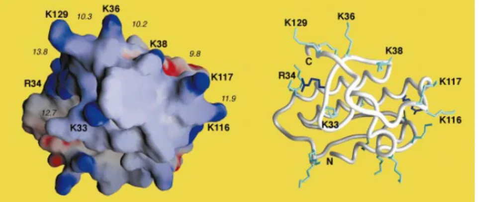 Fig. 3. Backbone structure and molecular surface of the CRV-W6D49 model. (Right) Backbone tracing of the CRV-W6D49 3D model in which the N- and C-termini are indicated