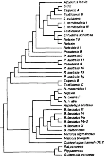 Fig.  1. Phylogenic  tree  of  selected  group  I  venom  PLA2s  based  on  the  amino  acid sequences