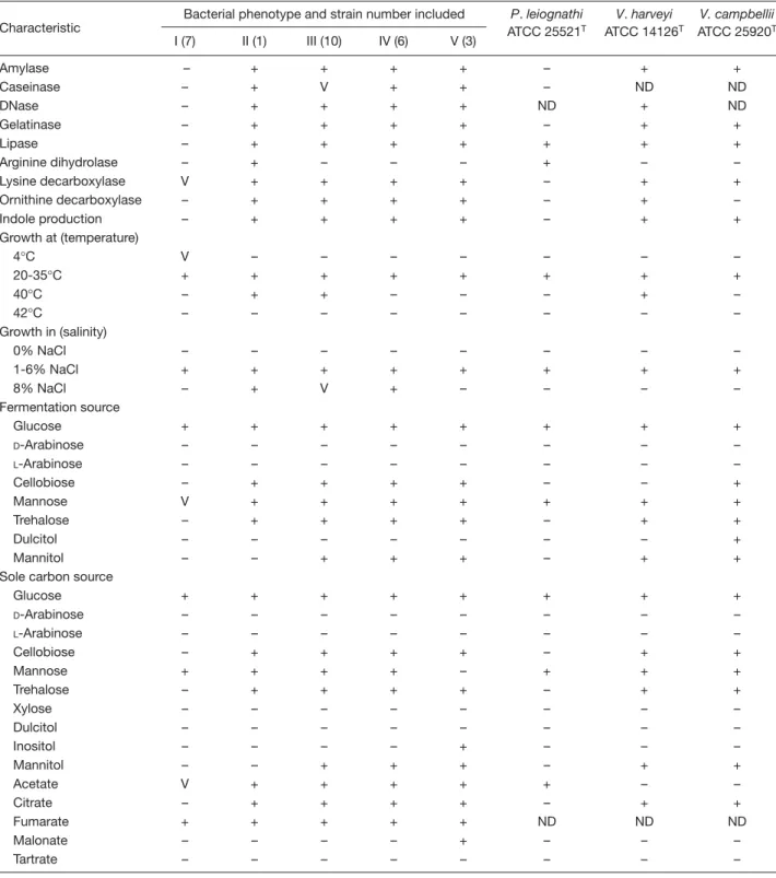 Table 2. Phenotypic characteristics of luminous bacterial isolates in comparison with those of the type strains of Vibrio harveyi, Vibrio campbellii and Photobacterium leiognathi a