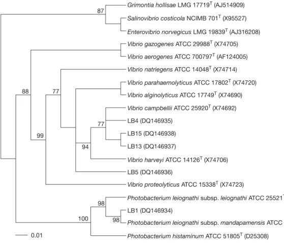 Fig. 3. Unrooted phylogenetic tree deduced from neighbor-joining analysis of the 16S rRNA gene sequences of selective luminous isolates and other related taxa in the family Vibrionaceae