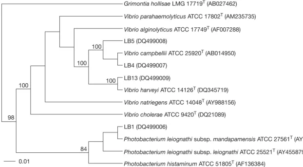 Fig. 4. Unrooted phylogenetic tree deduced from neighbor-joining analysis of the gyrB sequences of selective luminous isolates and other related taxa in the family Vibrionaceae