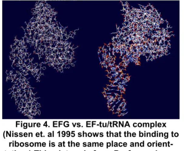 Figure 4. EFG vs. EF-tu/tRNA complex  (Nissen et. al 1995 shows that the binding to 