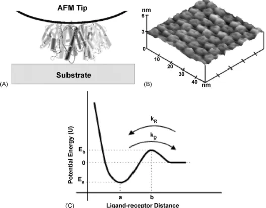 Fig. 9. (A) Model depicting actual molecular perspectives of the sandwich structure with tip-bound ctB between the tip and the substrate