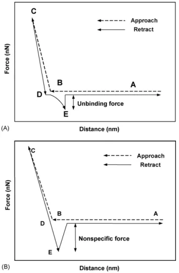Fig. 1. (A) A schematic diagram of a typical specific force measurement curve, using an AFM to measure the force required to separate individual  intermo-lecular protein–ligand (protein) interaction