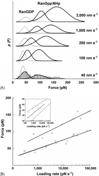 Fig. 3. Molecular unbinding of different Ran–impb complexes. (A) Unbinding force distributions
