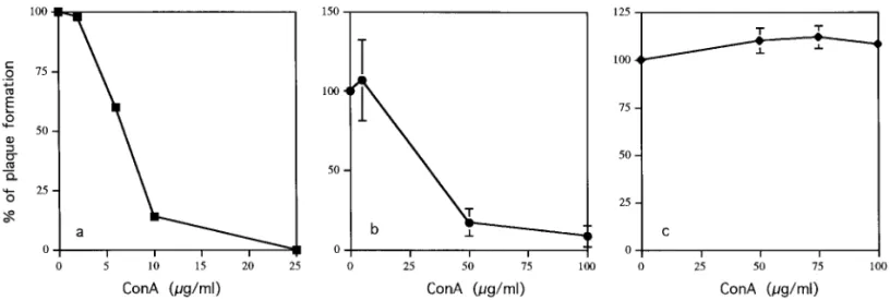 FIG. 4. Effects of Con A on plaque formation of DEN-2 virus. BHK cells were infected with DEN-2 virus under three different experimental conditions: