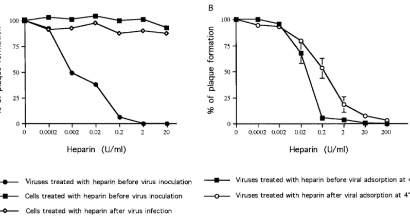 FIG. 9. Effects of heparin on the infectivity and entry steps of DEN-2 virus. (A) Effects of heparin on the infectivity of DEN-2 virus