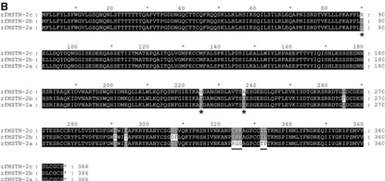 Fig. 1b Alignment of deduced amino acids of three zebrafish MSTN-2, including MSTN-2c (AY614000), MSTN-2b (AY693972) and MSTN-2a (AY687474)