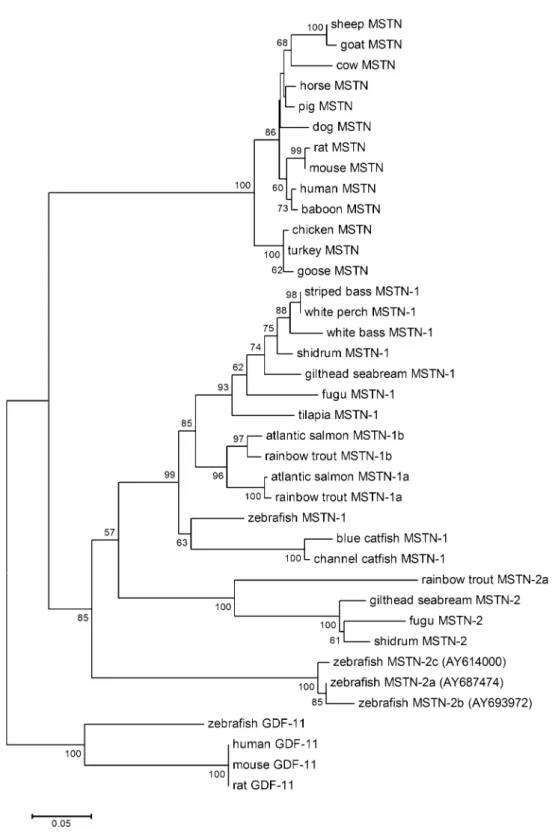 Fig. 3 Phylogenetic tree of MSTNs. Phylogenetic and molecular evolutionary analyses were conducted using