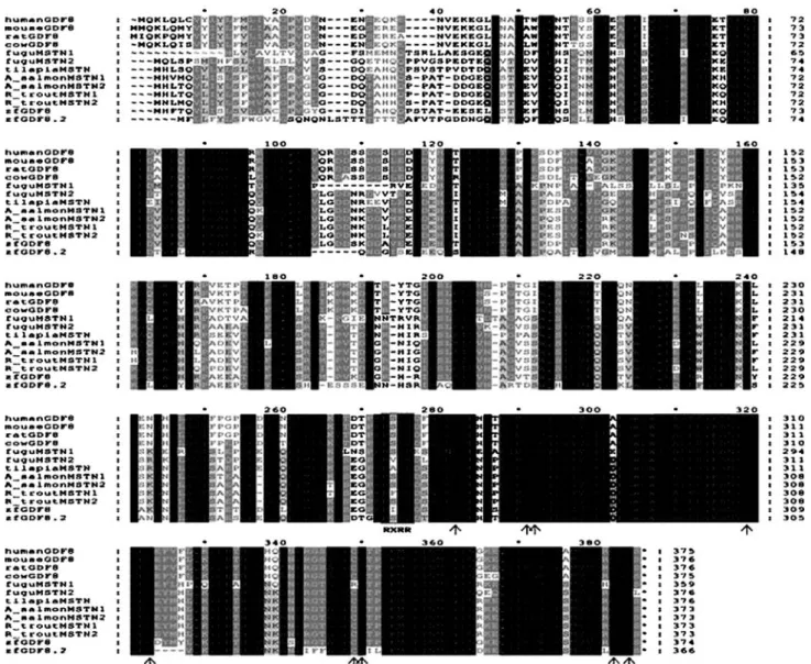 Fig. 2 Comparison of the deduced amino acid sequences of zebrafish Mstn2 and myostatin from mammals and fish species