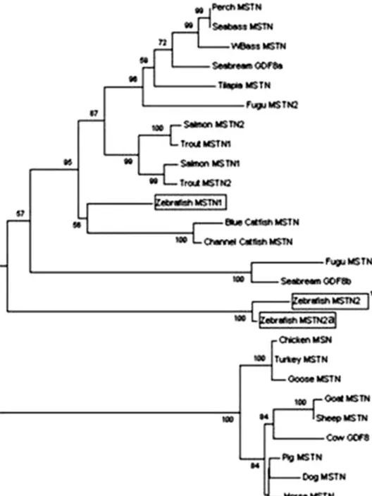 Fig. 3 Phylogenetic tree of mstn2. The tree was built with known mstn sequences from the GenBank using the  Neighbor-Joining method