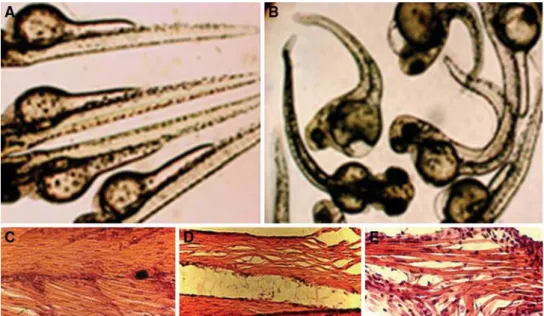 Fig. 4 Zebrafish overexpressed with mstn2 show curved and bent phenotypes. (a) 72 h control embryo, (b) 72 h overexpressed embryos, (c) cryosection of 72 h control embryo, and (d and e) cryosection of 72 h overexpressed embryos