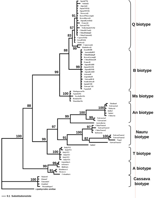 Fig. 2. Phylogenetic tree of mitochondrial cytochrome oxidase I (mtCOI) sequences for Bemisia  tabaci based on Bayesian inferences