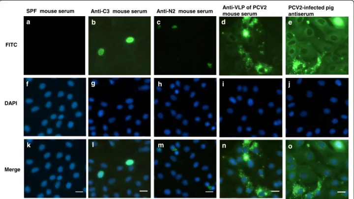 Fig. 3 Localization of viral proteins of PCV2 by indirect IFA. Localization of viral proteins of PCV2 was assessed by indirect IFA using anti-PCV2 polyclonal antisera on the Porcine Circovirus Type 2 FA substrate slide (VMRD)
