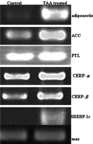Figure 4. RT-PCR for the expression pattern of diﬀerent lip- lip-ogenic, adipoenic related genes in control and TAA treated embryos.