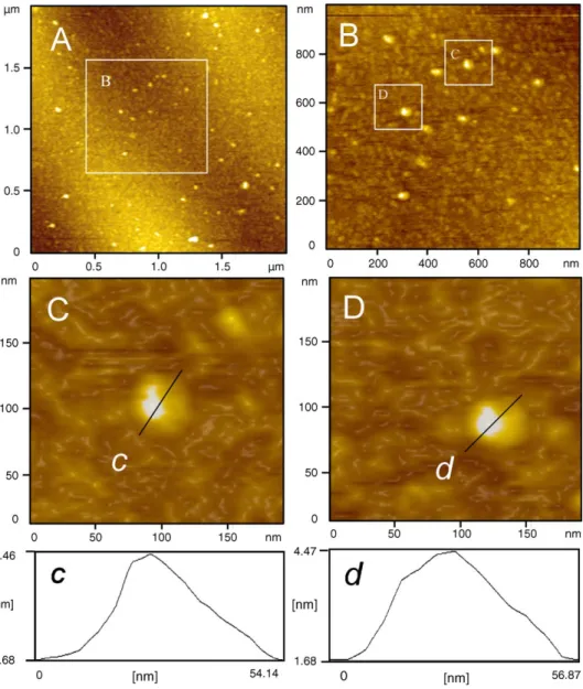 Fig. 1. Topographic images of the native CRP molecules scanned in air with AFM. The scanning areas are 2 ␮m × 2 ␮m and 1 ␮m × 1 ␮m for the low-(A) and high-(B) resolution images, respectively