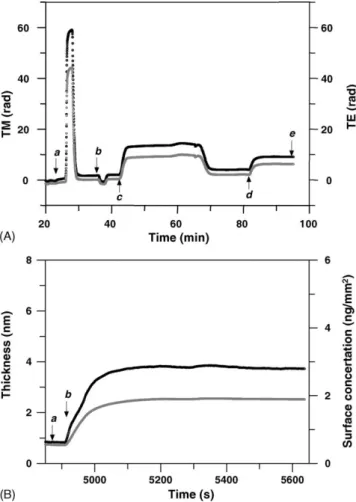 Fig. 3. (A) Raw phase data for the immobilization of CRP molecules to a dual waveguide sensor chip surface (black line denotes TM response and dotted line denotes TE response)