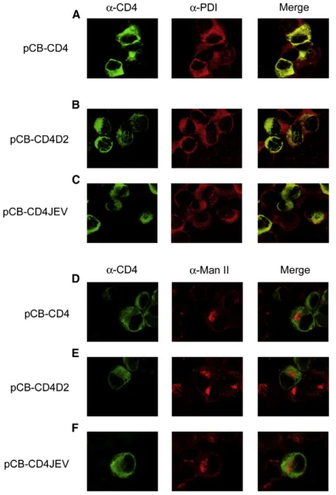 Fig. 6. Intracellular localization of CD4 and chimeric CD4 proteins containing the stem –anchor of DENV2 or JEV by double-label immunofluorescence assay