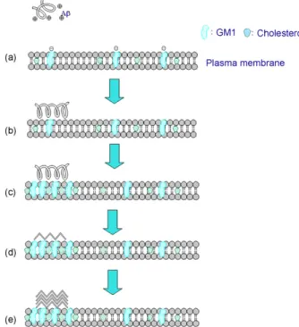 Fig. 7. Schematic representation of the interactions among GM1, cholesterol and A␤.