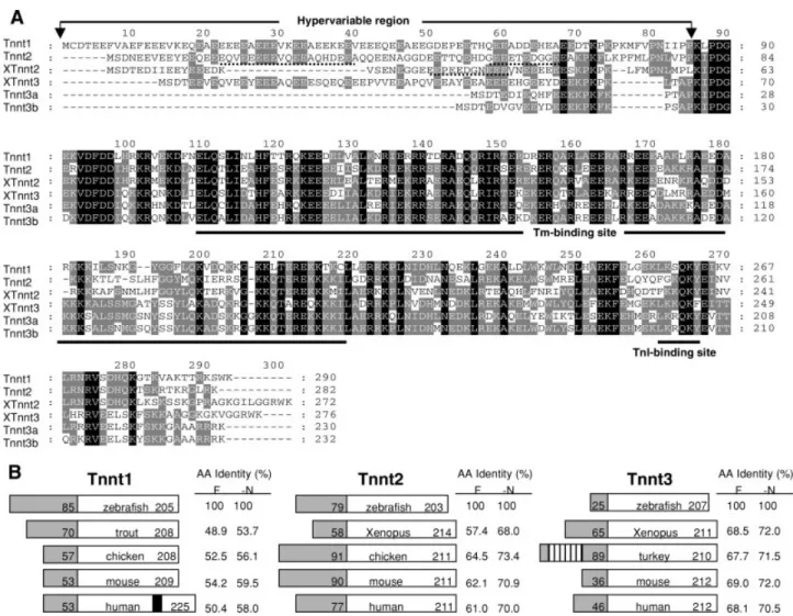 Fig. 1. Sequence alignment and homology analysis of Tnnt isolated in this study. A: The aligned, deduced amino acid sequences of zebraﬁsh Tnnt1, Tnnt2, Tnnt3a, Tnnt3b, and Xenopus XTnnt2, XTnnt3
