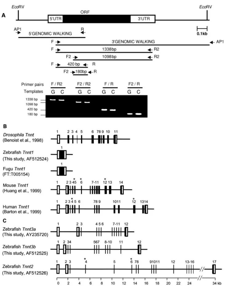 Fig. 3. Comparison of Tnnt gene structure in different vertebrates. A: A schematic, scale diagram of Tnnt1 gene structure