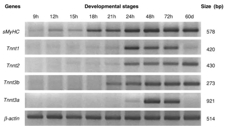Fig. 4. Tnnt temporal expression patterns in developing zebraﬁsh embryos as detected by reverse transcriptase-polymerase chain reaction (RT-PCR)