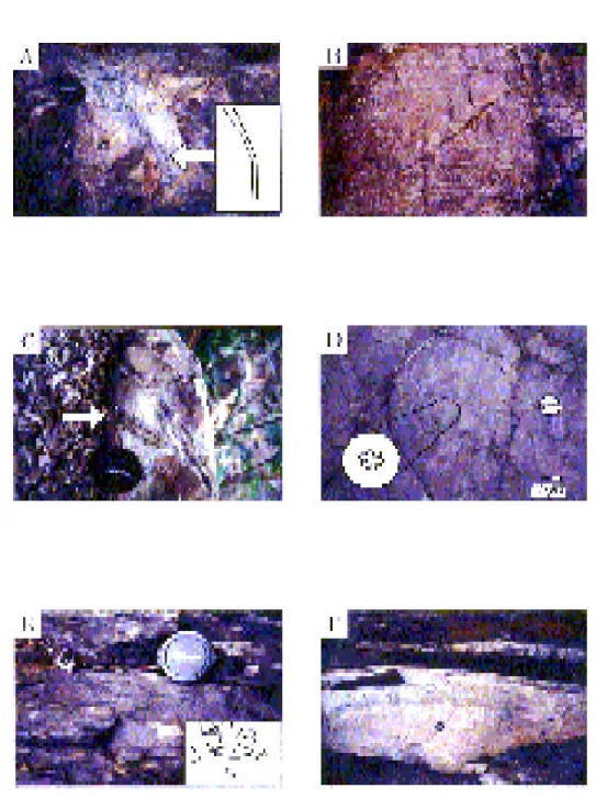 Figure 7. (A) A root structure penetrating a sandstone layer of the Estuary association