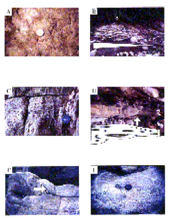 Figu re 3.  (A) Gastropod s in th e sand stone l ayers of the  Floodp lain a ssociat ion