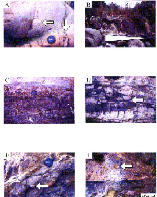 Figure 6. (A) Red bed (vertical arrow) and tiny traces (horizontal arrow) in the upper Fluvial Channel as sociation.