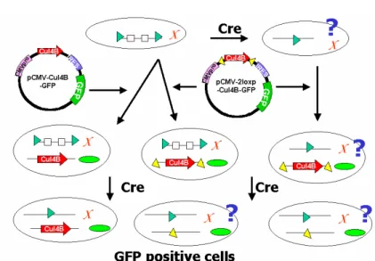 Fig 1 Dissecting whether Cul 4B is essential for ES cell survival by gene targeting in  mouse embryonic stem cell
