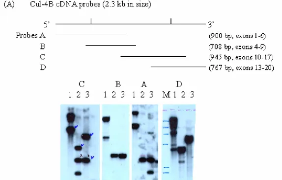 Fig. 2.  Restriction enzyme mapping of the DNA structure of mouse cullin 4B genome.  A  human cullin 4B cDNA was used to screen a mouse genomic DNA library constructed by  inserting the BamHI treated total genomic DNA from the 129sv strain mice into lambda