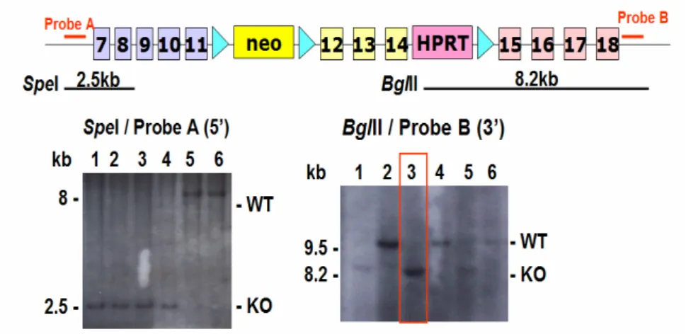 Fig. 3.  Conditional loxP-floxed Cul-4B allele. Green triangle: loxP neomycine and HPRT  are selection markers