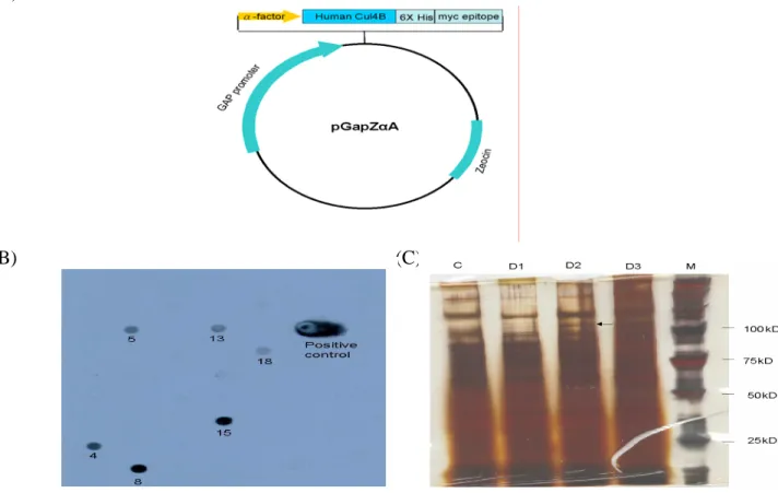 Fig. 7 Expression of Myc-tagged Cul-4B protein by a yeast system. Left: construct of yeast  expression plasmid