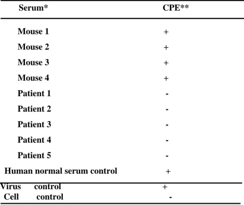 Table 3.    Detection of neutralizing antibodies against SARS-CoV                  Serum*                                                    CPE**  Mouse 1                                                    +                Mouse 2                         