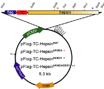 圖 一 、 pFlag-TC-Hepsin hWT 、 pFlag-TC-Hepsin hR162A * 、 pFlag-TC-Hepsin hS353Y * 、 pFlag-TC-Hepsin hR162AS353Y **質體示意圖。(*)標記為胺基酸R162A突變  、  (*) 標記為胺基酸S353Y突變、  (**)標記為雙點突變型 (RS) 的Flag-TC-Hepsin 質體。 