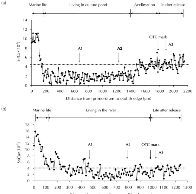 Fig. 9    Temporal changes in otolith Sr/Ca ratios from the primordium to the edge indicating the position of the OTC  mark on the otolith of yellow Japanese eels including: (a) cultured eels and (b) wild eels from the estuary of the  Kao-ping River