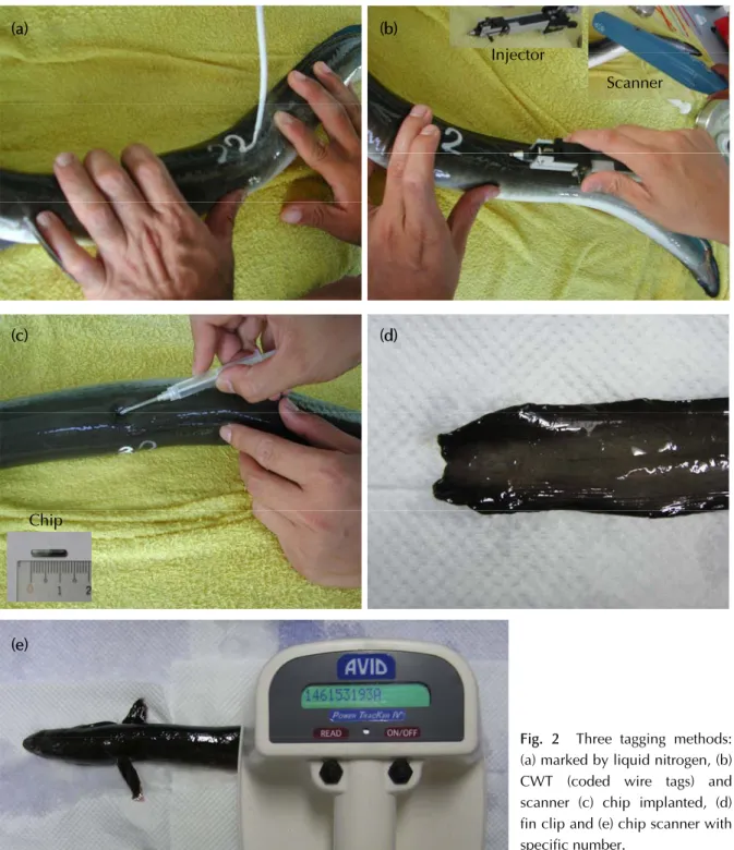 Fig.  2  Three tagging methods: 