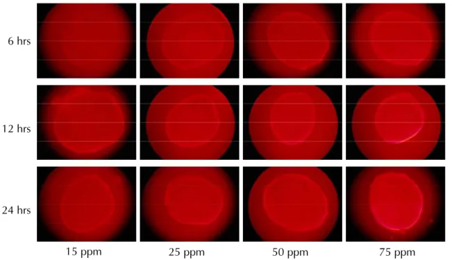 Fig.  3    The red ALC fluorescent marks exhibited by elvers which were immersed in ALC solution at different time  periods (6, 12 and 24hrs) and concentrations (15, 25, 50 and 75 ppm)