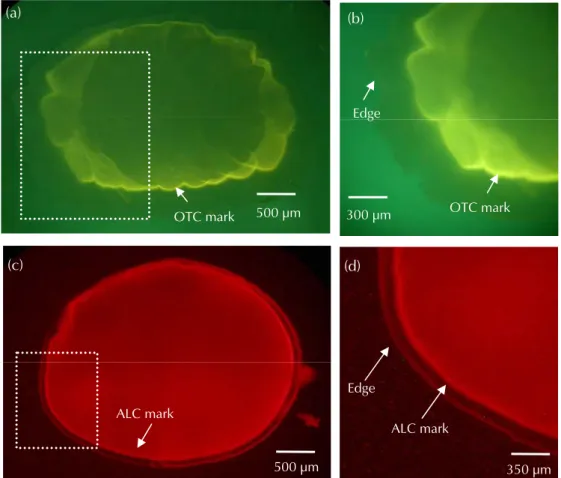 Fig. 5    Oxytetracycline (OTC) and Alizarin complexone (ALC) marks in the otoliths of Japanese eels at release