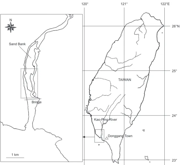 Fig. 1.  Donggang Town (open triangle), the fishing ground for Japanese eel Anguilla japonica in the lower reach of the Kaoping River  (enclosed area) in southern Taiwan