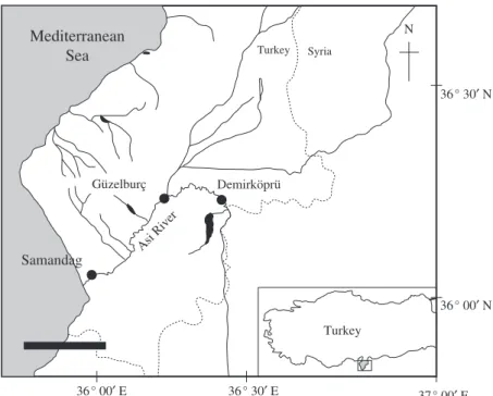 Fig. 1. Sampling sites (Samanda˘g, G¨uzelburc¸ and Demirk¨opr¨u) for Anguilla anguilla in the River Asi, southern Turkey